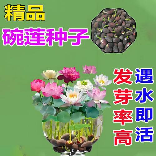 【水培开花】莲花懒人水养开花碗莲水培植物荷花阳台和鱼共养