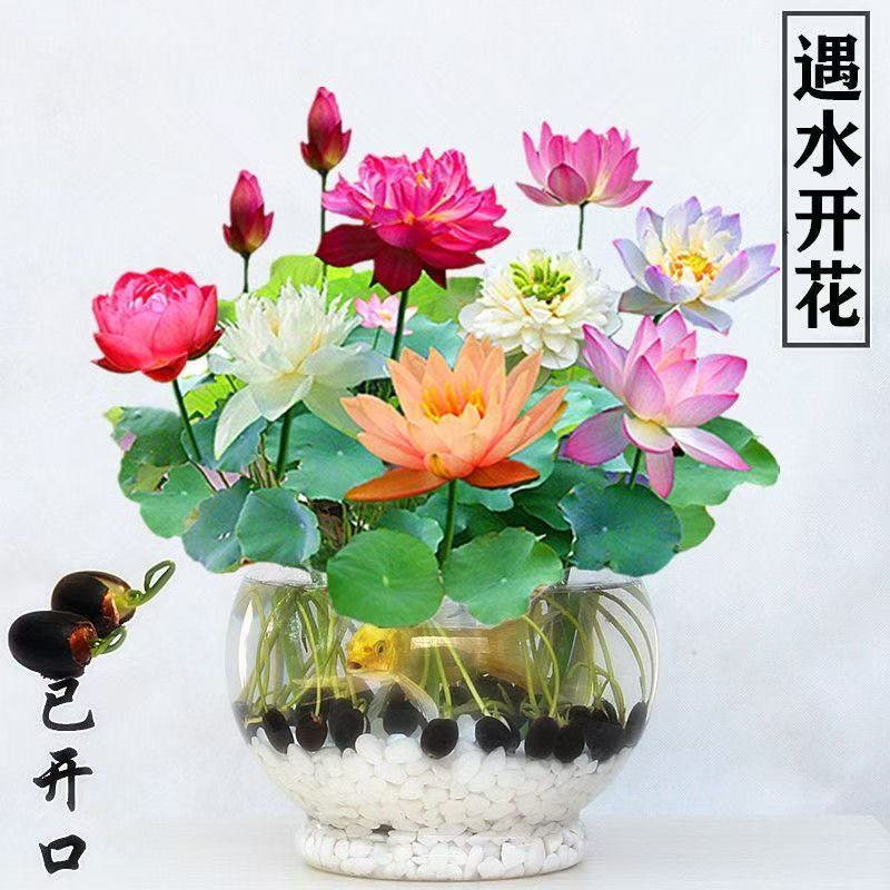 【水培开花】莲花懒人水养开花碗水生植物
