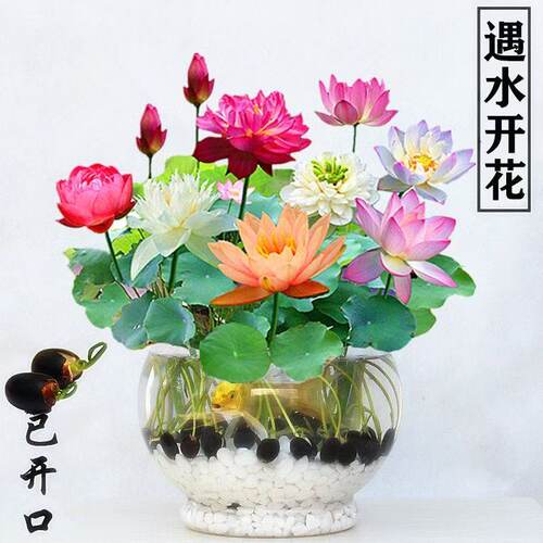 【水培开花】莲花懒人水养开花碗莲水培植物荷花阳台和鱼共养
