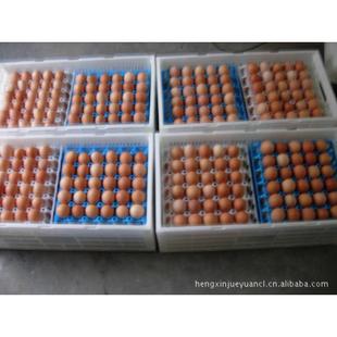 折叠面包箱 新款 折叠鸡蛋箱 直销供应折叠周转箱 折叠塑料箱