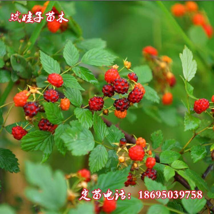 庭院南方北方种植红黄树莓插田泡儿野生现挖易成活儿时的回忆情怀