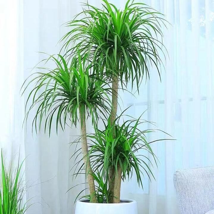 龙血树大型室内盆栽绿植多头龙须树客厅龙铁树花卉植物办公室盆景