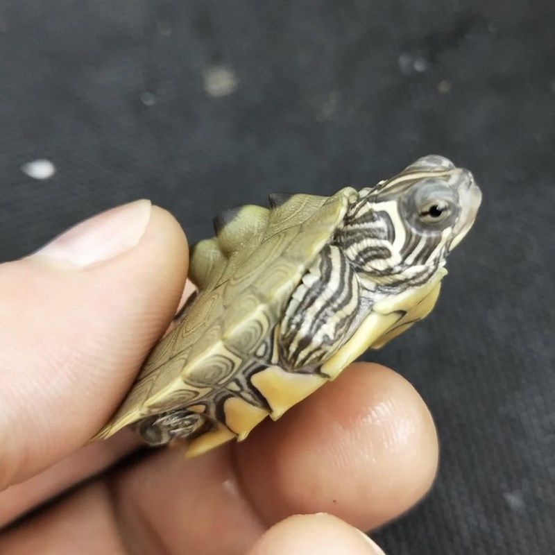 【龟界哈士奇】密西西比黑瘤地图乌龟苗宠物龟招财龟观赏龟深水龟