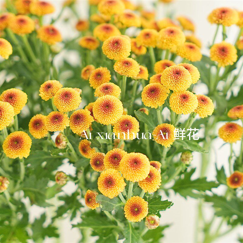 出口级橙色棉花糖雏菊鲜花家居办公插花花期长节日送花云南直发