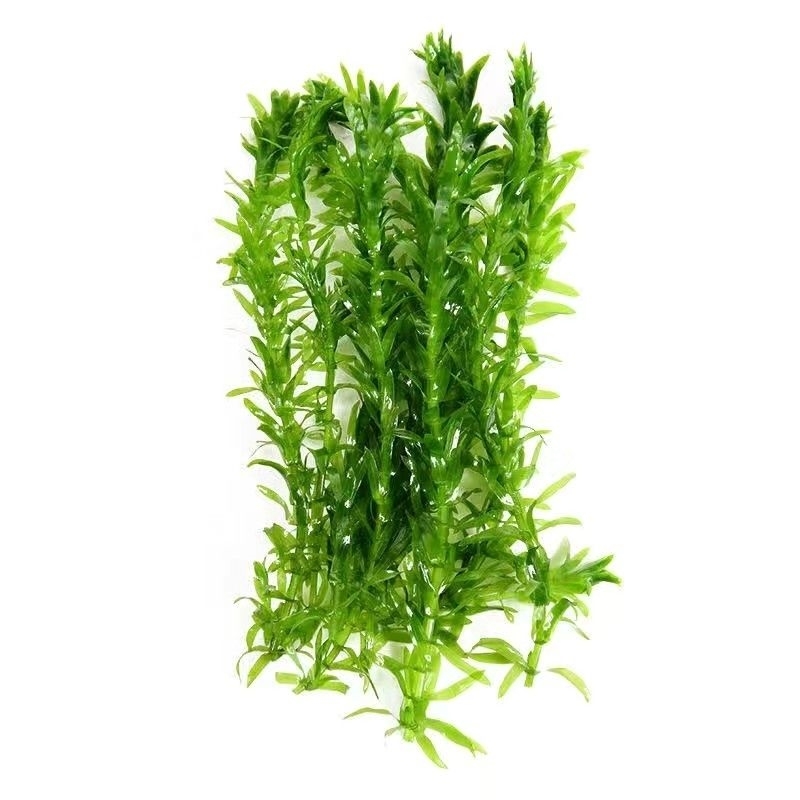 鱼缸专用真水草孔雀鱼斗鱼专用水草养鱼鱼缸里的活水草增氧绿植