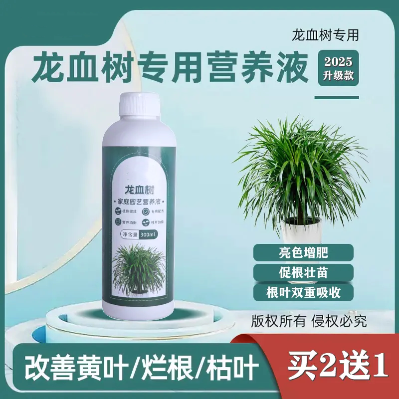龙血树家庭园艺营养液拯救黄叶
