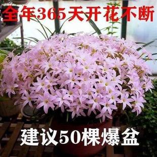 冬天室外耐寒花耐冻花卉不怕冻的绿植室外耐寒耐热四季开花植物季