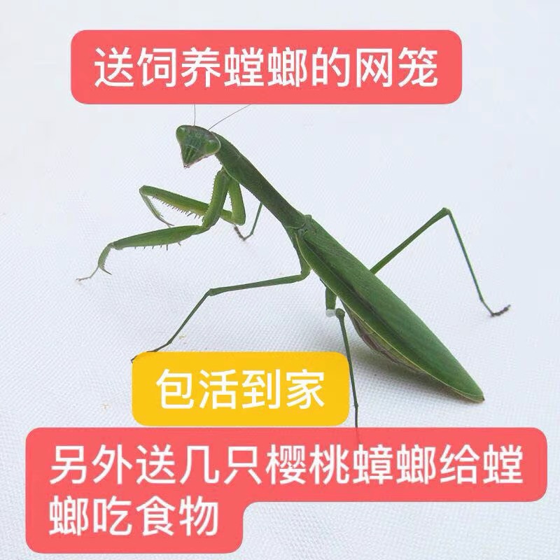 中华大虫螳螂盾螳螂兰花幽圆灵广斧活体宠物卵夹刀爬宠活体