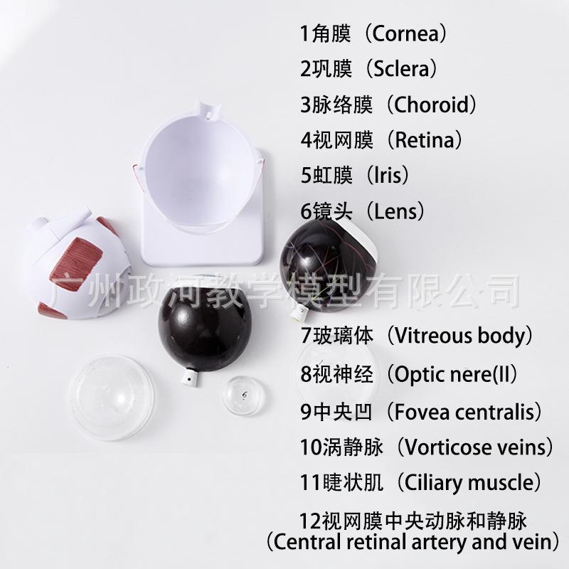 新款直销3倍放大眼球解剖模型 眼球模型 三倍放大眼球结构眼构造