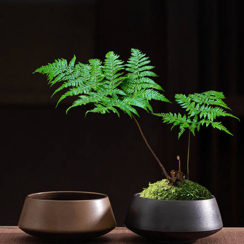 水培蕨类专用水培器皿家用桌面创意窑变斗笠花卉绿植苔藓球花盆