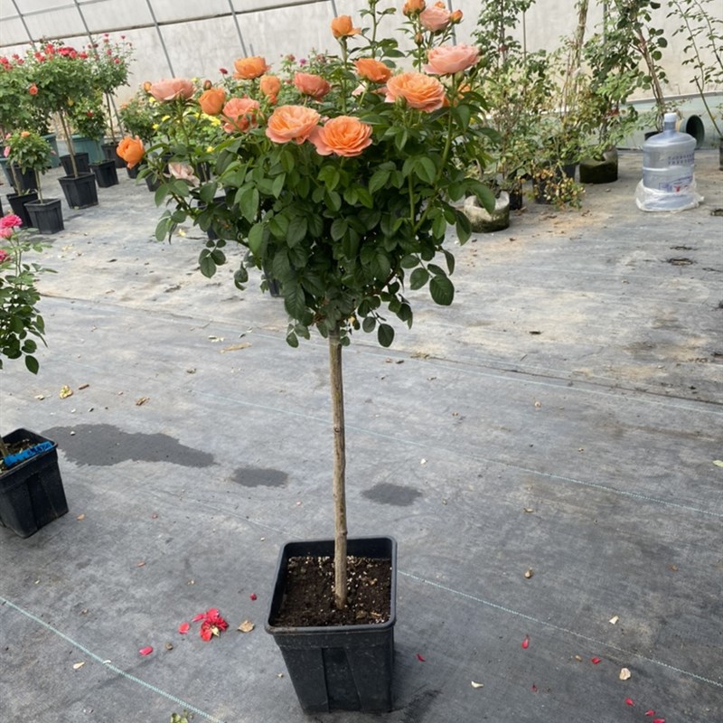 杆树状月季花苗特大花盆栽树形树桩庭院嫁接玫瑰棒棒糖浓香花卉