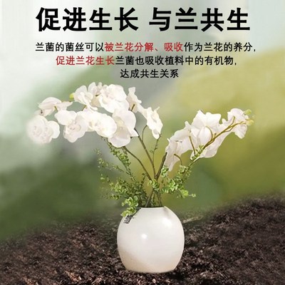 兰灵王兰花专用营养液八个老头肥料君子兰蝴蝶兰墨兰液体肥花肥料