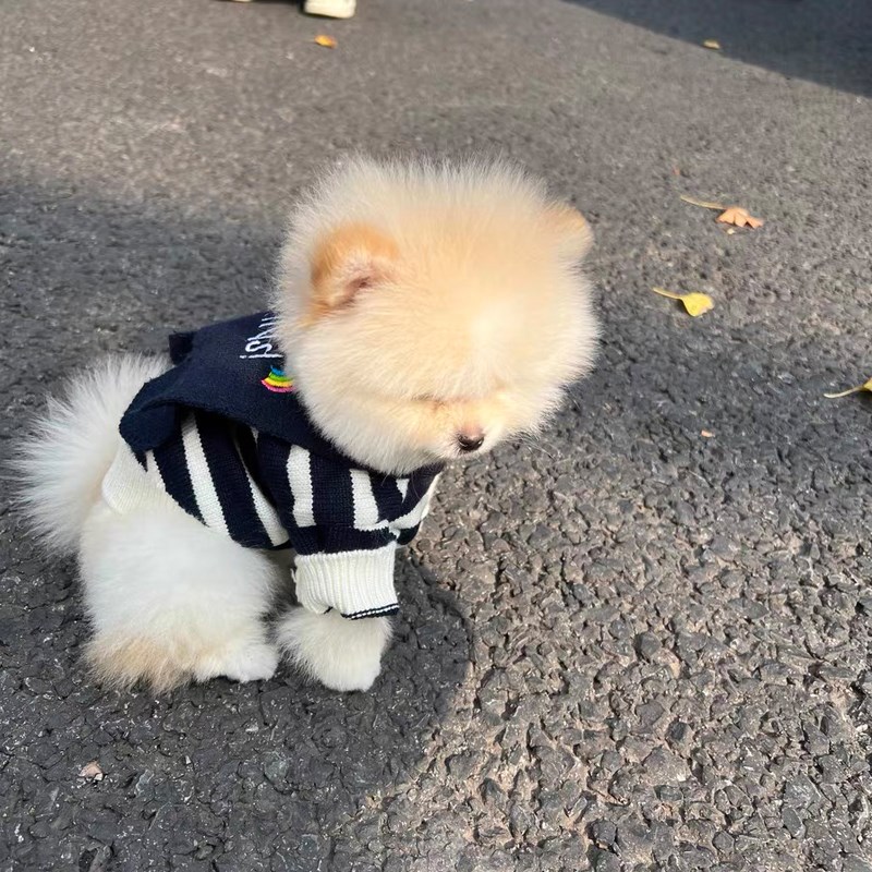 幼犬毛衣小体泰迪衣服秋冬小狗狗秋装吉娃娃茶杯犬小奶狗秋冬款
