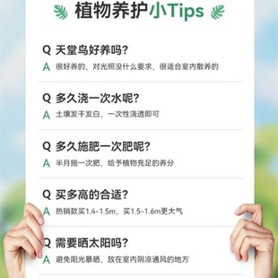 客厅高大绿植客厅旺宅绿植大型适合搬新家的绿植禄植盆栽客厅大