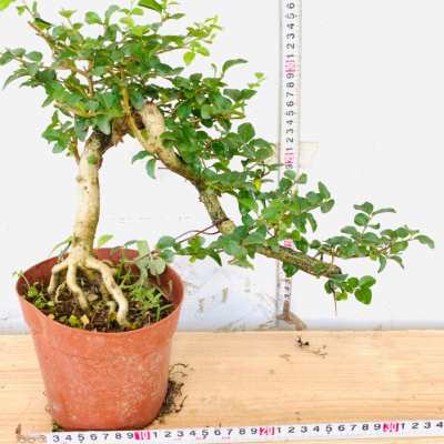 提根飘枝小叶女贞悬崖白蜡造型盆景老桩栀子花九里香罗汉松虎皮榕