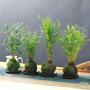 泡在水里养的花水培米竹苔藓球植物室内微观盆景金明竹红观音竹观