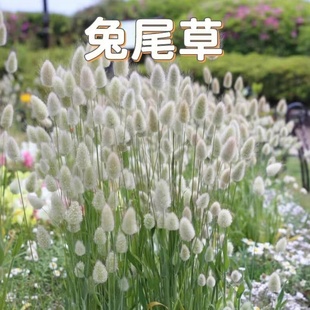 兔尾草种子四季播种开花好养易活室内室外花种子籽草花籽植物易活