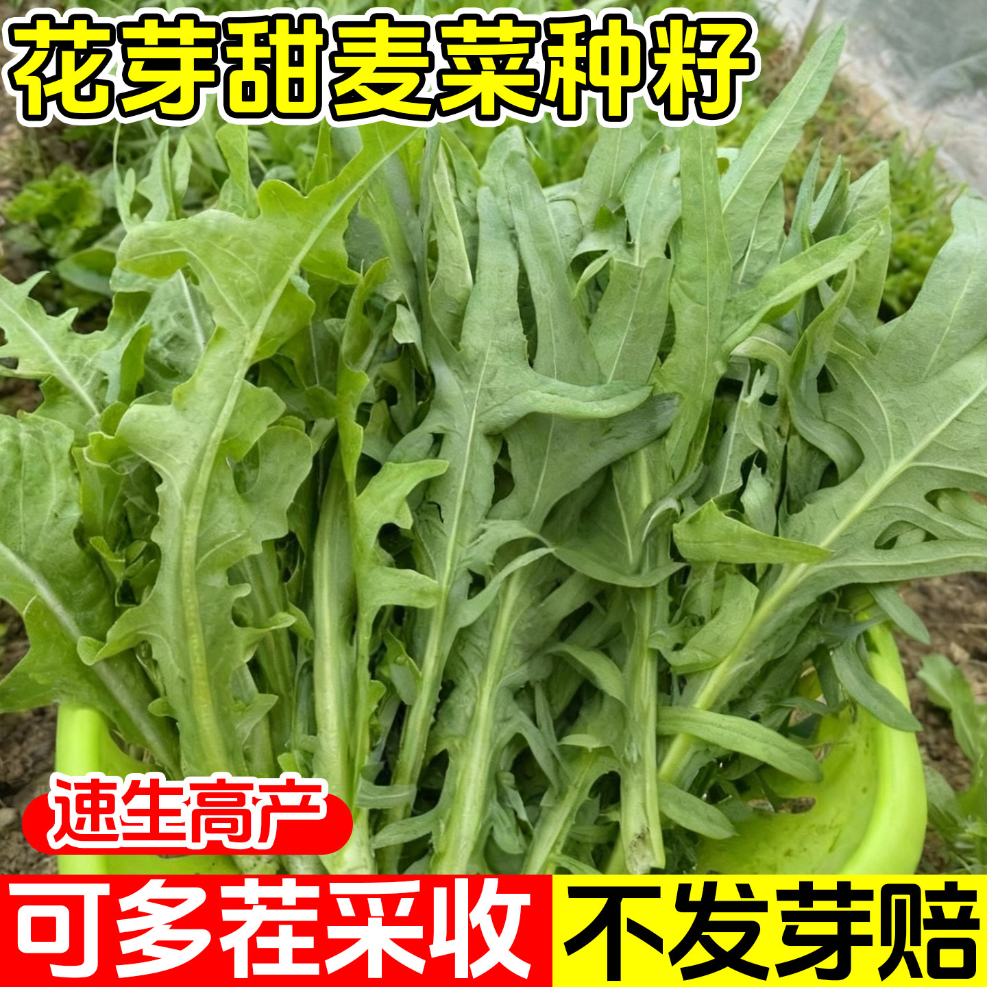 花芽甜麦菜菜籽耐寒菜种秋冬盆栽大芽甜麦菜种子阳台四季播苦荞麦