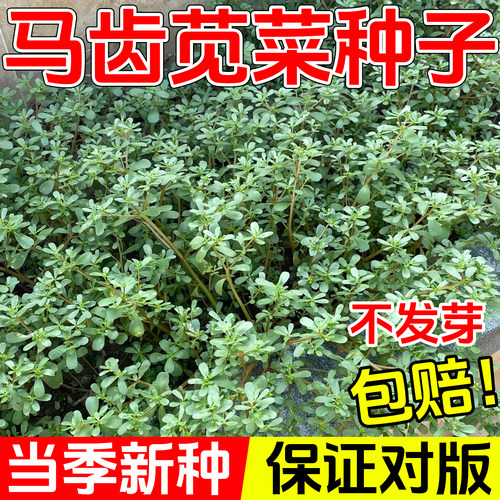 马齿苋菜种籽新鲜四季蔬菜种子