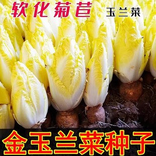 金玉兰菜种子软化菊苣苦苣种子菜根种孑种苗白玉兰种子黄芽菜种子