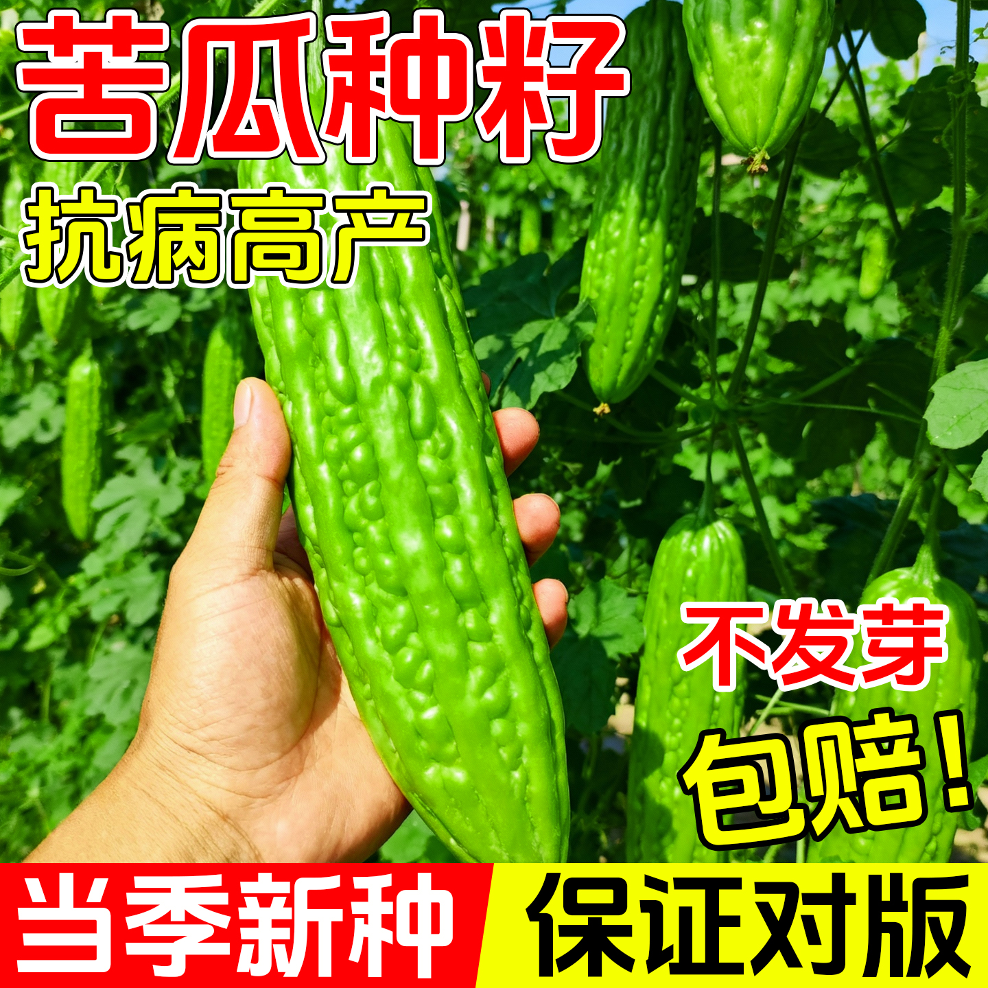 苦瓜种子高产早熟翠绿疙瘩绿苦瓜