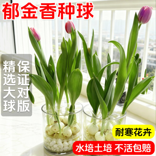 郁金香种球水培花卉土养植物室内