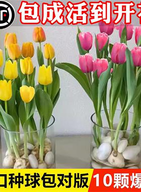郁金香种球水培花卉植物室内花四季种子盆栽开花花苗土培水养好活