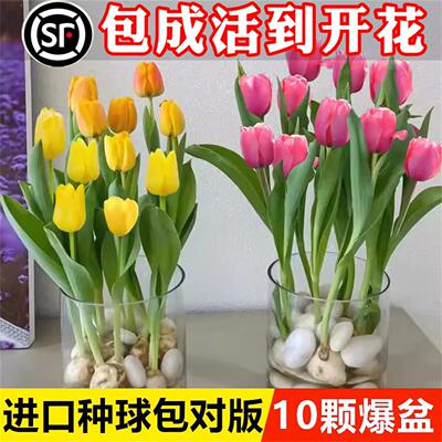 10颗郁金香种球水培花卉