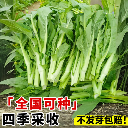 白菜苔种子速生四季早熟奶油白菜