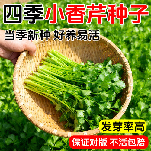 四季小香芹菜种子芹菜种香味浓郁