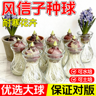 风信子种球水培套装荷兰进口四季水养花卉植物土培盆栽郁金香种子
