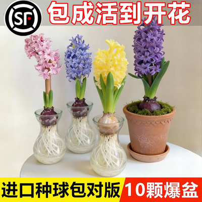 风信子种球水培套装荷兰进口四季