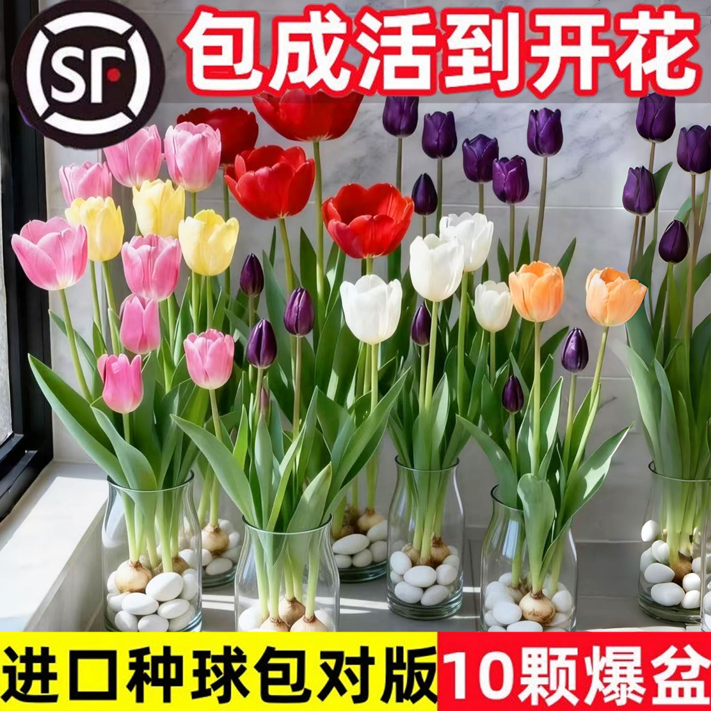 郁金香种球耐寒秋冬水培花卉土养植物室内花四季好养活盆栽苗鲜花