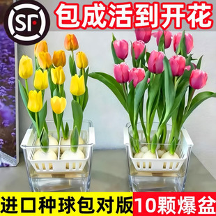 郁金香种球水培花卉绿植物室内外盆栽荷兰鲜花种籽子易活四季好养