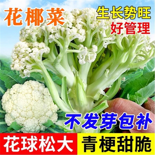 台湾青梗松花菜种子有机花菜种孑大全西兰花四季阳台种植蔬菜种籽