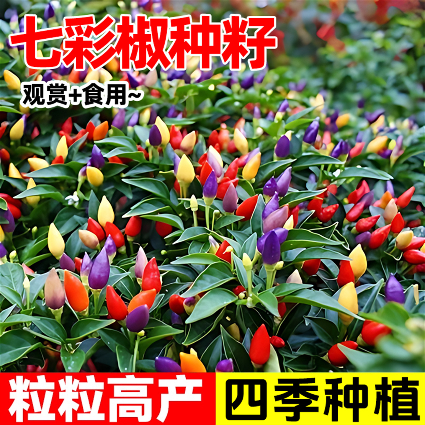 七彩椒种籽五彩辣椒种子灯笼秧苗
