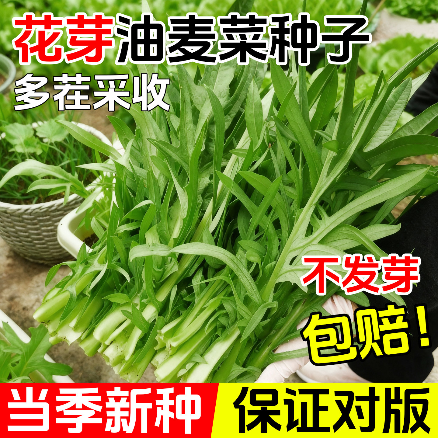 花芽甜麦菜菜籽大芽甜麦菜种子阳台盆栽四季可播油麦菜苦荞麦种子,鲜花速递/花卉仿真/绿植园艺,种苗/半成品盆栽,淘宝优惠券,粉丝福利购,淘宝优惠卷