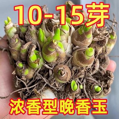 重瓣晚香玉种球浓香型大花球根