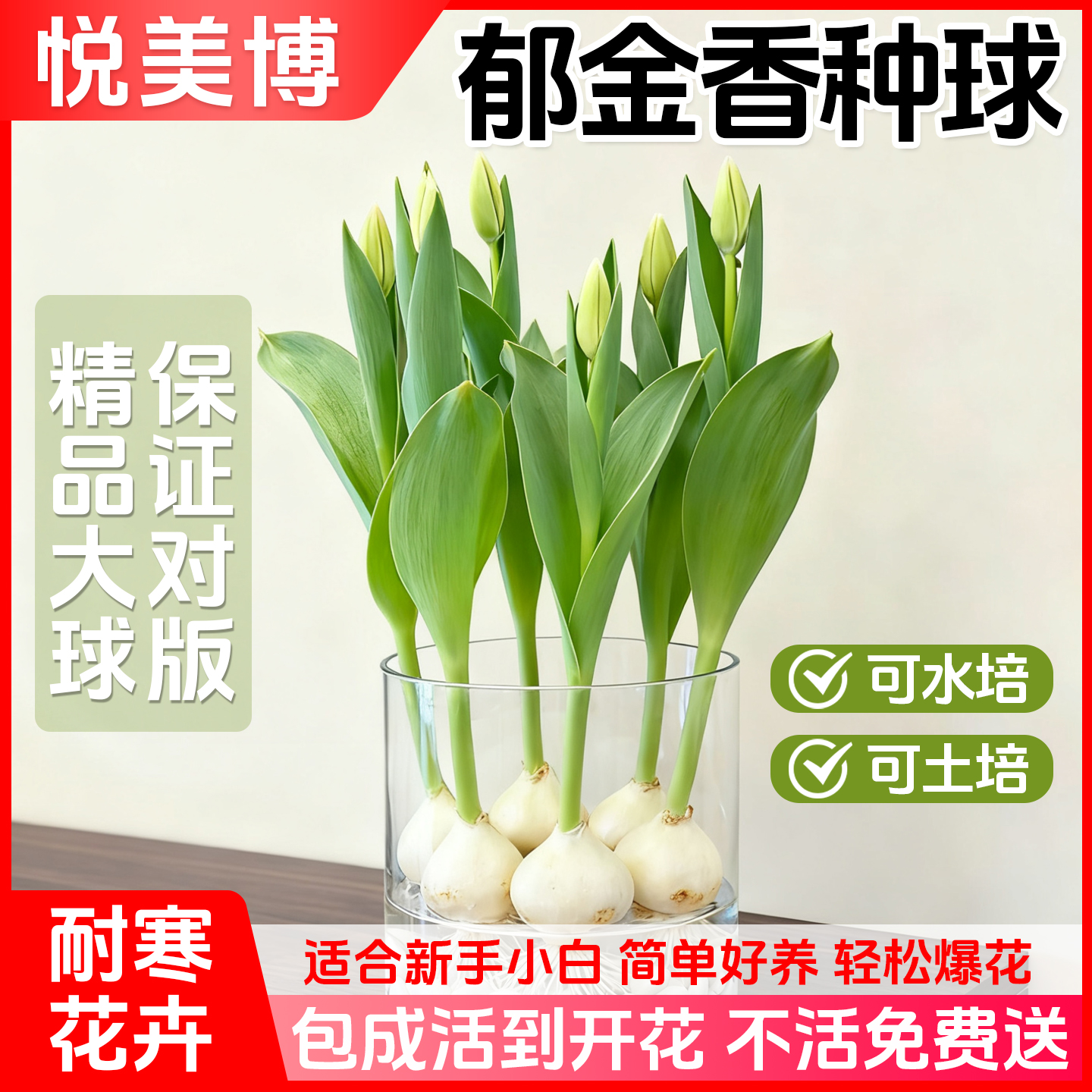 5颗郁金香种球水培玻璃瓶套装