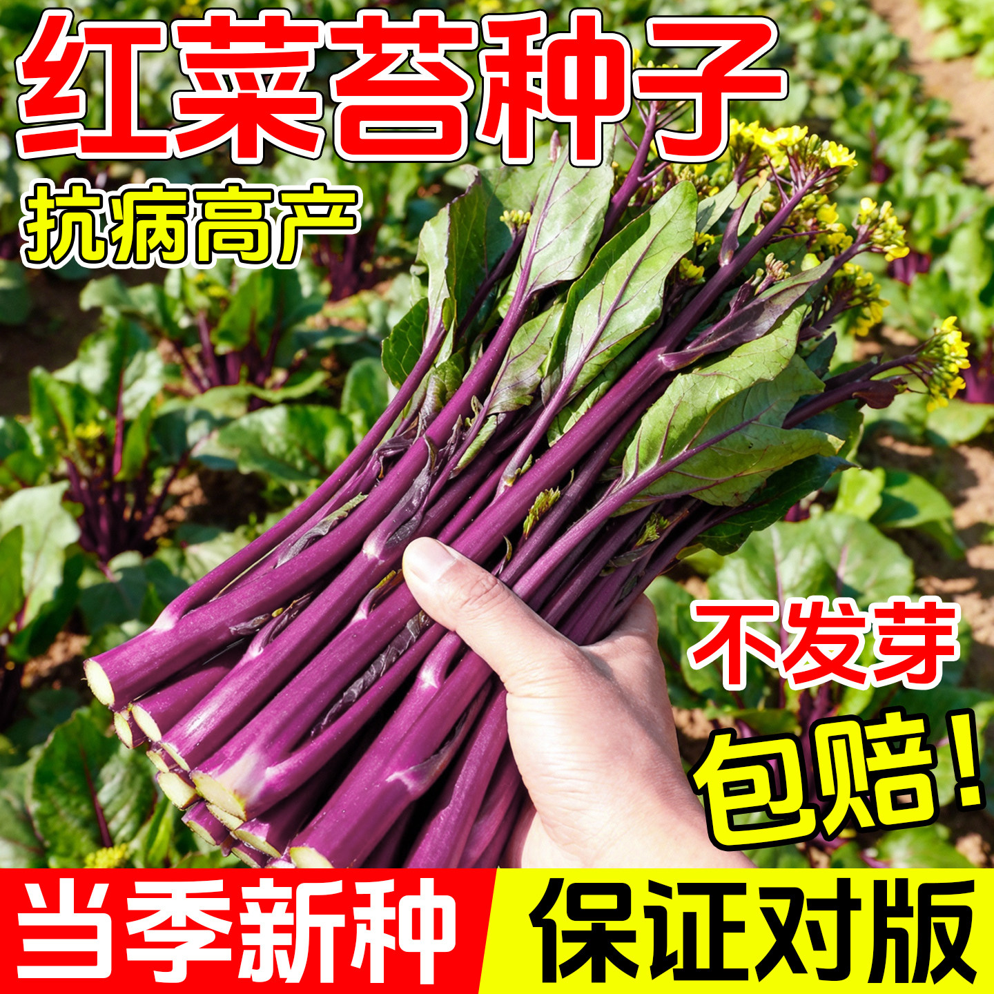 纯丰红菜苔种子四季早熟高产阳台庭院蔬菜奶油白菜苔种籽四九菜心,鲜花速递/花卉仿真/绿植园艺,种苗/半成品盆栽,淘宝优惠券,粉丝福利购,淘宝优惠卷