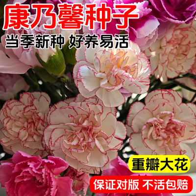 重瓣康乃馨种子阳台庭院驱蚊香草