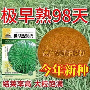 极早熟98天油菜籽高产新品种子原装黄籽黄油特早耐旱耐寒矮杆抗倒