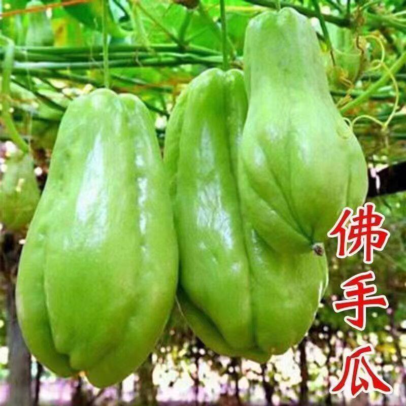 白色佛手瓜种籽白佛手瓜种子农家田园春夏种植蔬菜种子高产易成活
