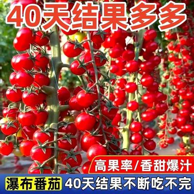 香甜多汁瀑布小番茄种子
