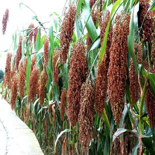 红高粱种子 糯高粱种子酿酒扫帚高粱种子高产抗旱高粱种子