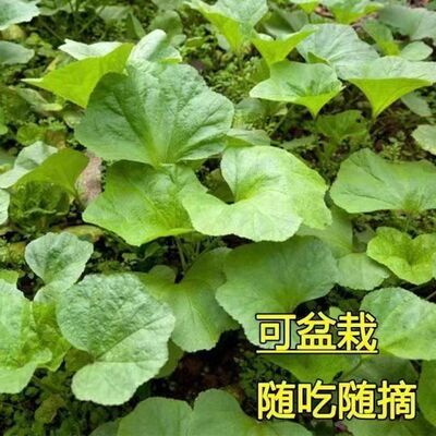 高钙菜冬寒菜种籽冬苋子