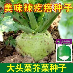 光头芥菜种籽特大疙瘩辣菜盘菜咸菜大头菜种子四季春秋蔬菜种子