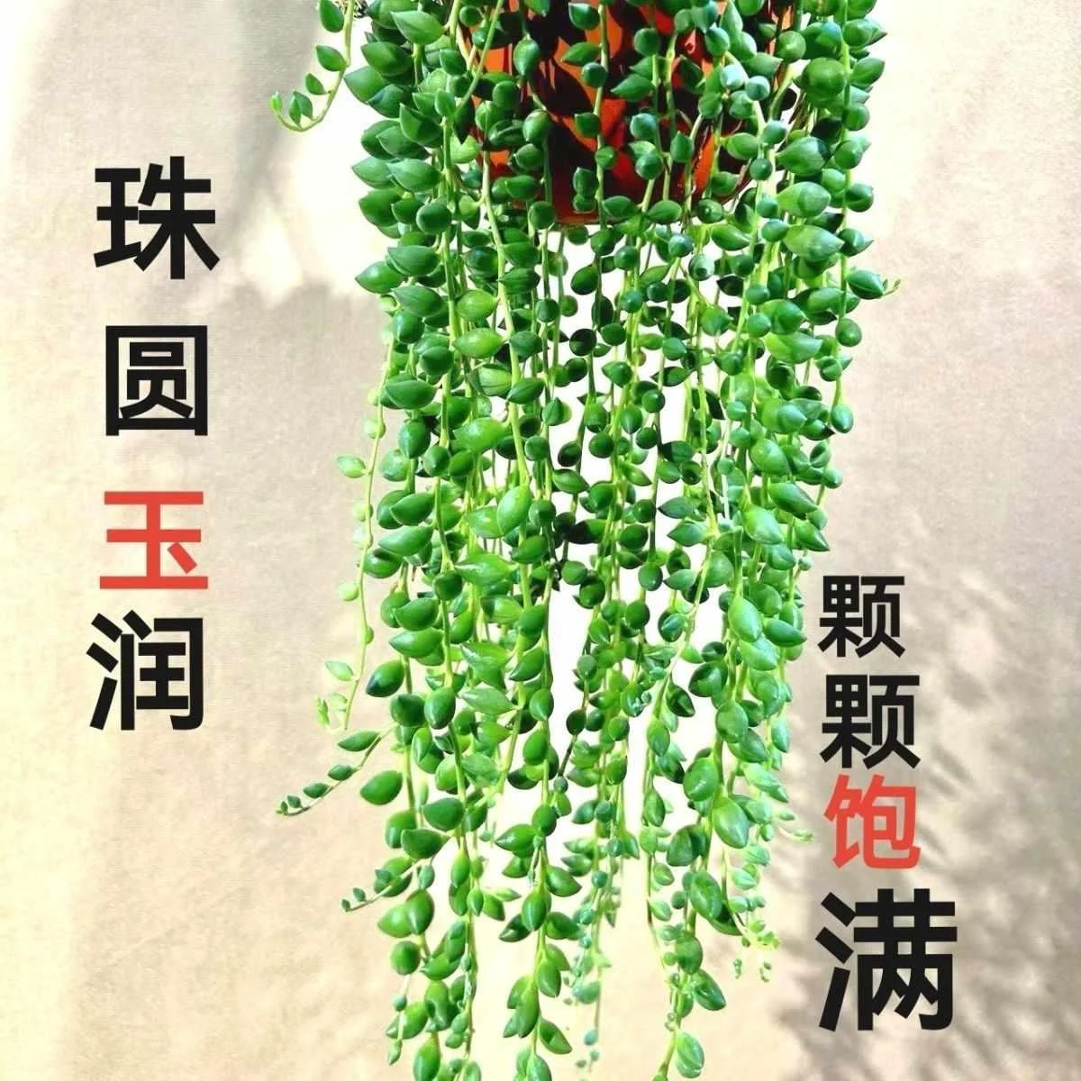 情人泪珍珠吊兰盆栽多肉植物佛珠绿植吊珍珠兰垂吊爆款