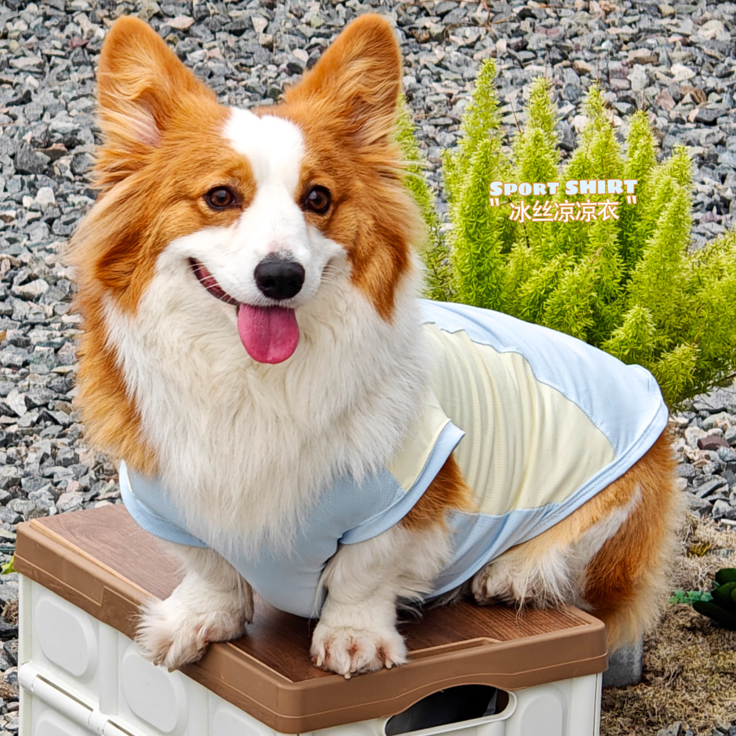 宠物防晒衣狗狗衣服柯基凉凉衣小狗夏天日季中小型犬2025新款薄款