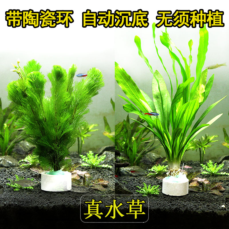 水草活体好养耐植物绿菊蜈蚣草大叶绿九冠鱼缸原生直接入缸套餐